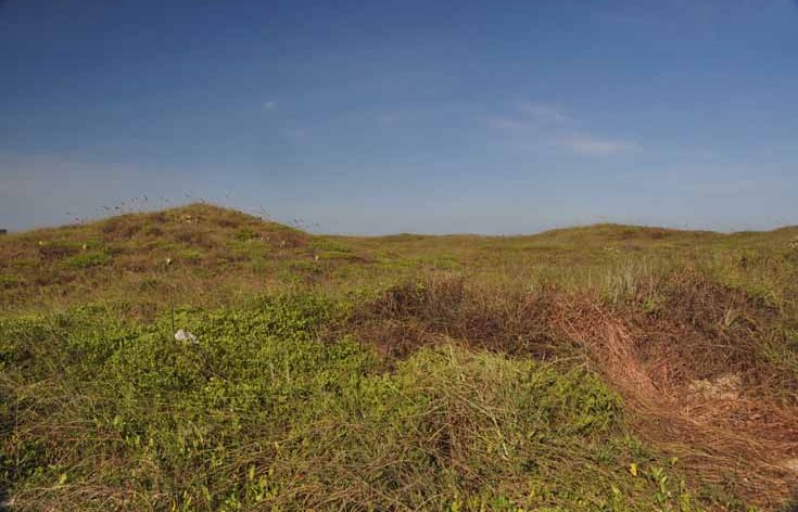 beach dunes
